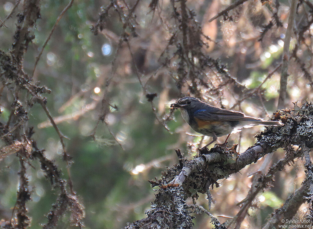 Robin à flancs roux mâle adulte nuptial, habitat, régime