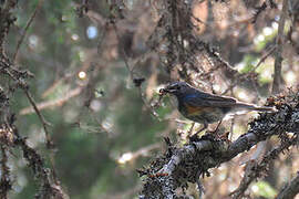 Red-flanked Bluetail