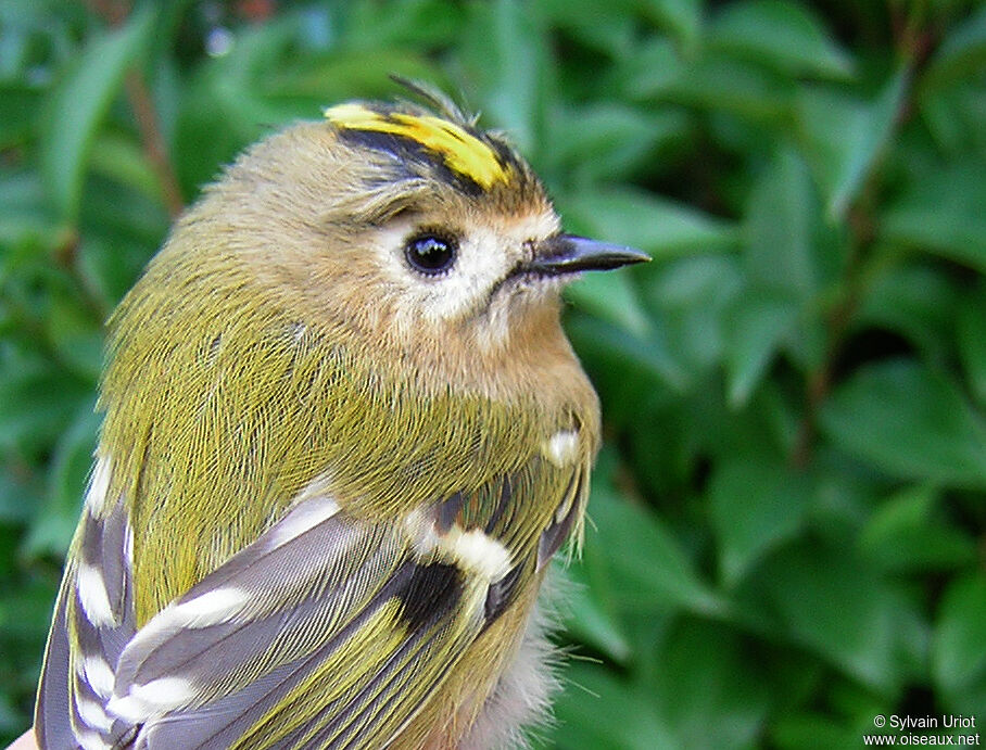 Goldcrest female adult, close-up portrait