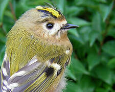 Goldcrest