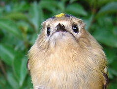 Goldcrest