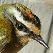 Common Firecrest