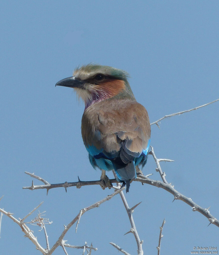 Lilac-breasted Rolleradult