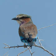 Lilac-breasted Roller