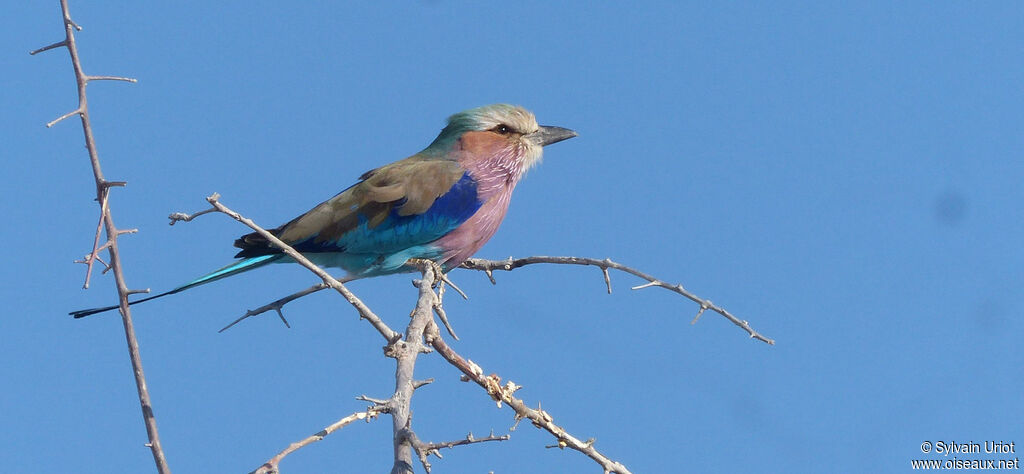 Lilac-breasted Roller