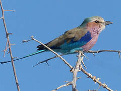 Lilac-breasted Roller