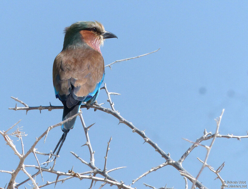 Lilac-breasted Rolleradult