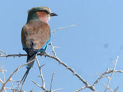 Lilac-breasted Roller