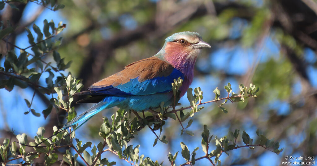 Lilac-breasted Rolleradult