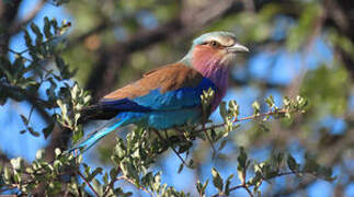 Lilac-breasted Roller