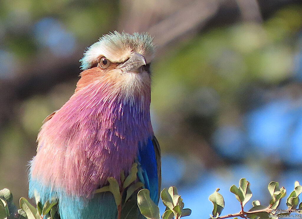 Lilac-breasted Rolleradult