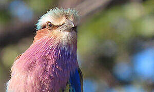 Lilac-breasted Roller