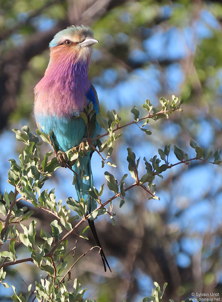 Lilac-breasted Rolleradult