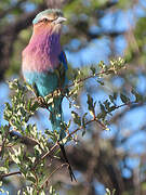 Lilac-breasted Roller