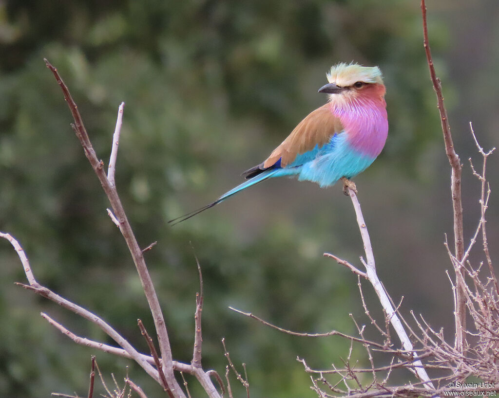 Lilac-breasted Rolleradult