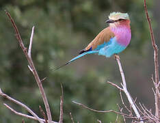 Lilac-breasted Roller