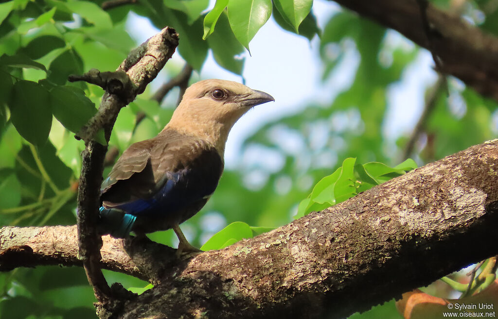 Rollier à ventre bleujuvénile