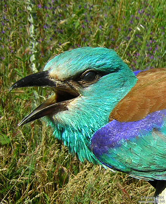 European Rolleradult, close-up portrait