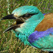 European Roller