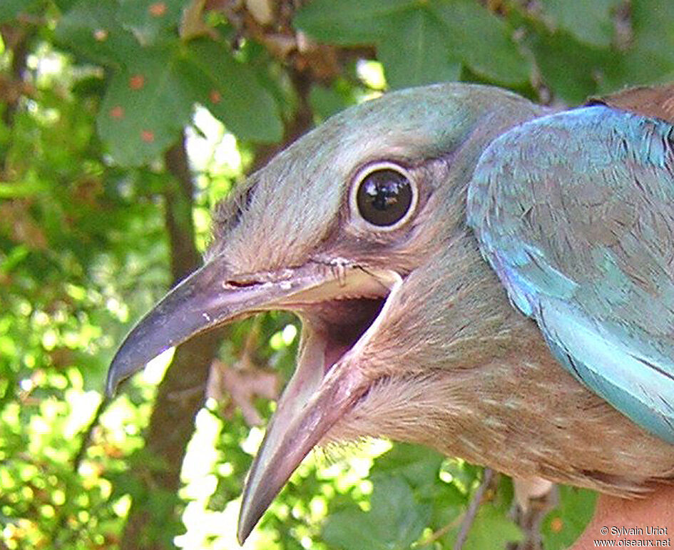 European Rollerjuvenile, close-up portrait