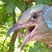 European Roller