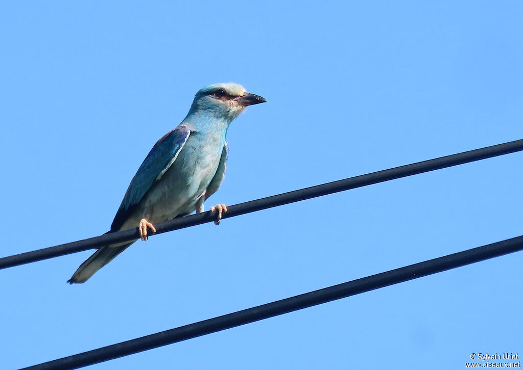 European Rolleradult