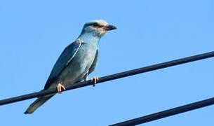 European Roller