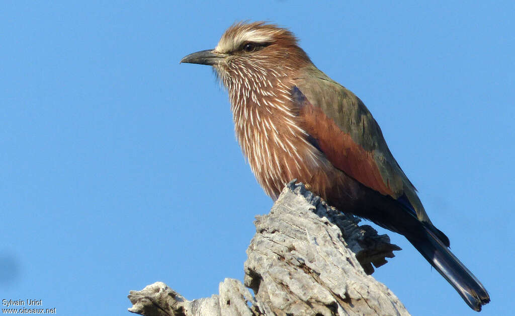 Purple Rolleradult, identification