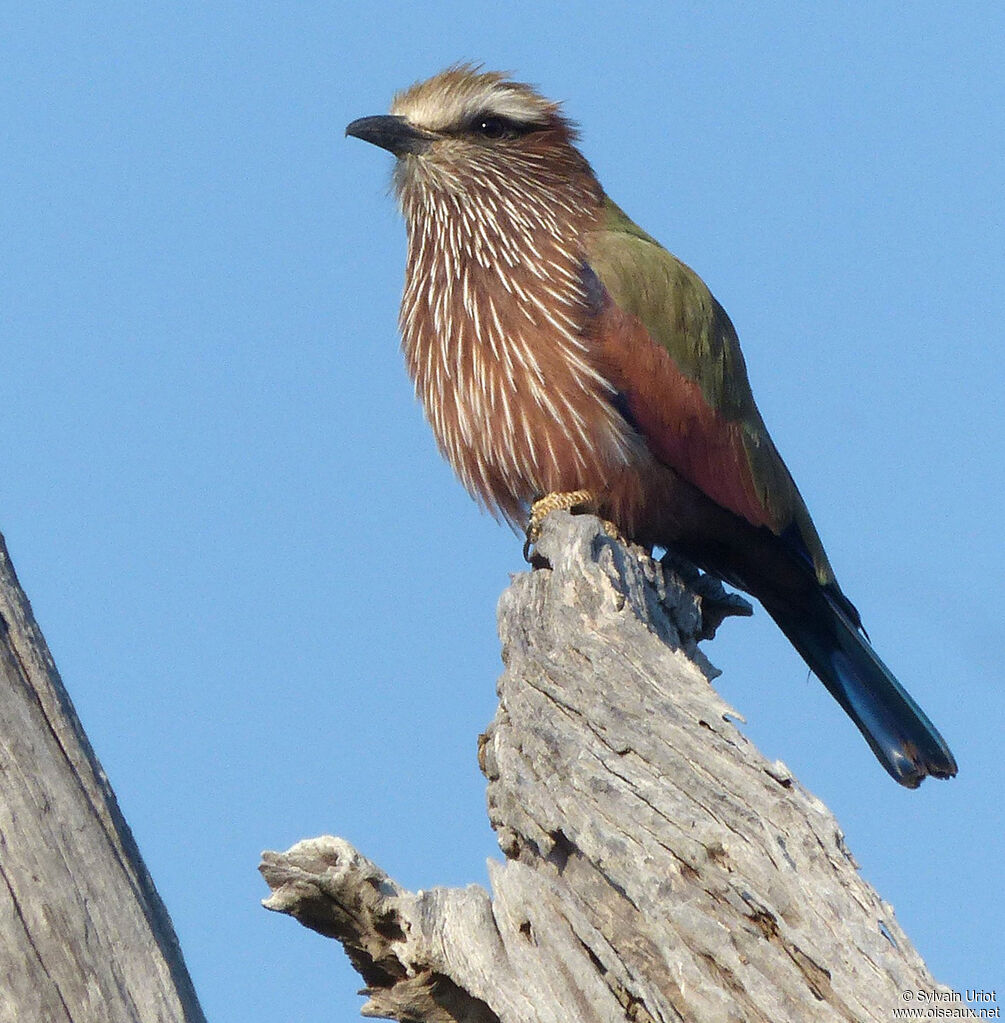 Purple Roller