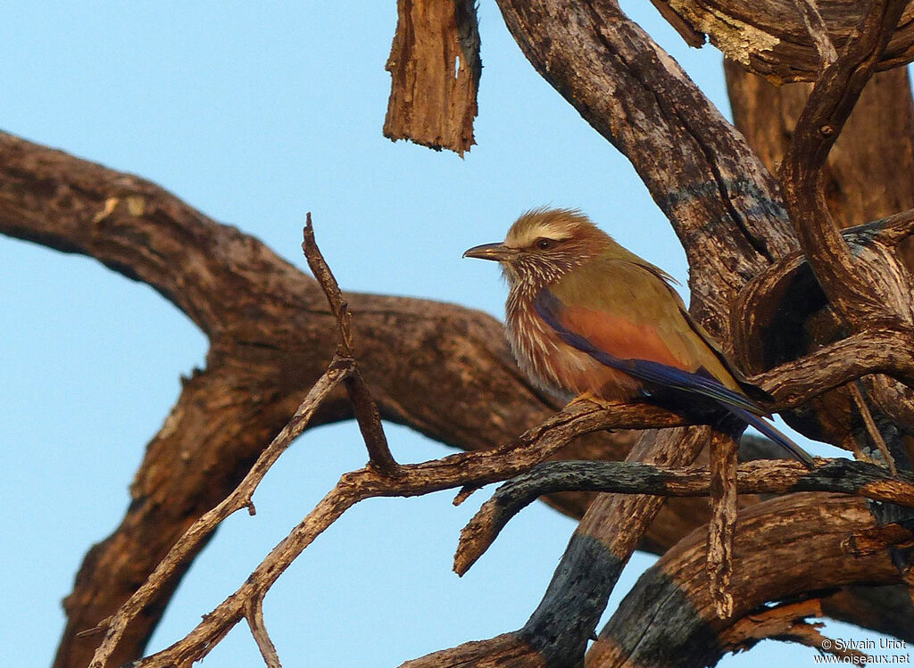 Purple Roller