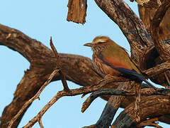 Purple Roller