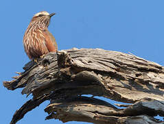 Purple Roller