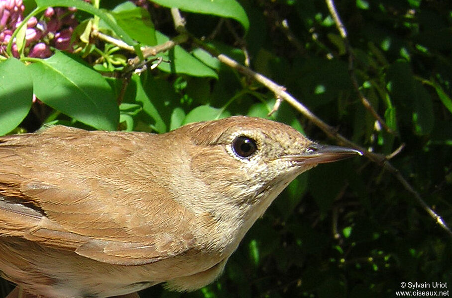 Rossignol philomèleadulte, portrait