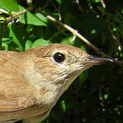 Common Nightingale