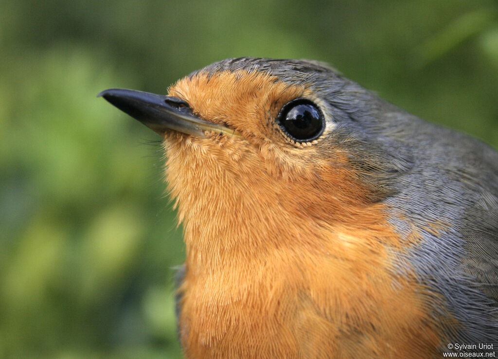 European Robinadult, close-up portrait