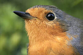 European Robin