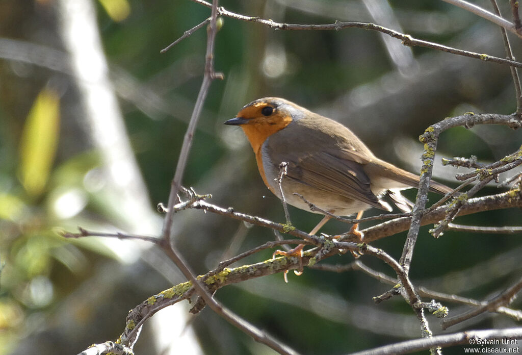 European Robinsubadult