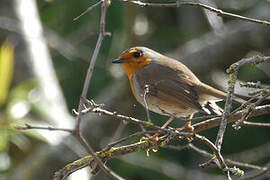 European Robin