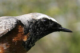 Common Redstart