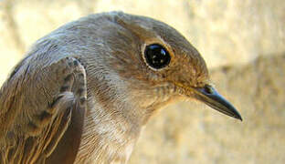 Common Redstart