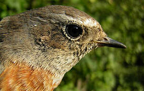 Common Redstart