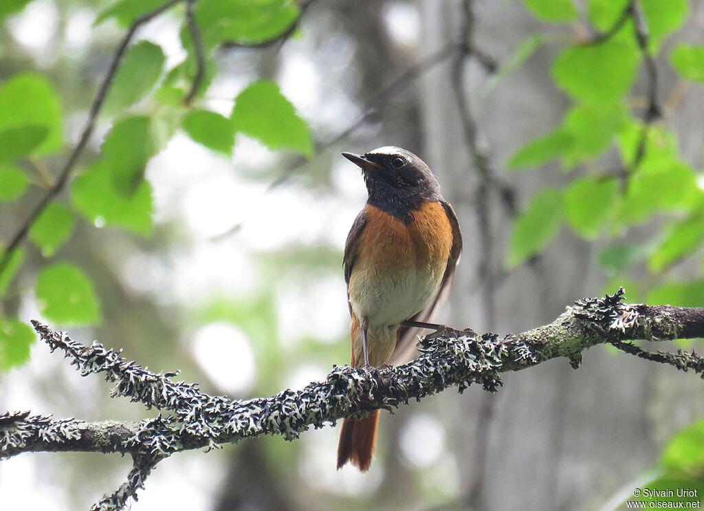 Common Redstart male adult