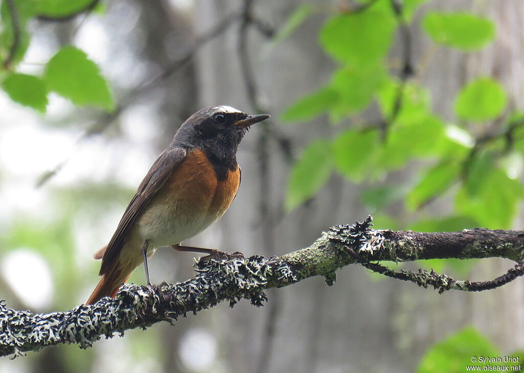 Common Redstart male adult