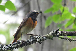 Common Redstart