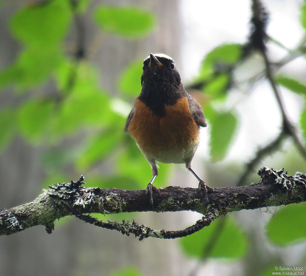 Common Redstart male adult