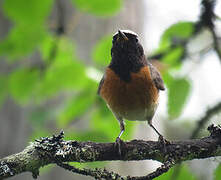 Common Redstart