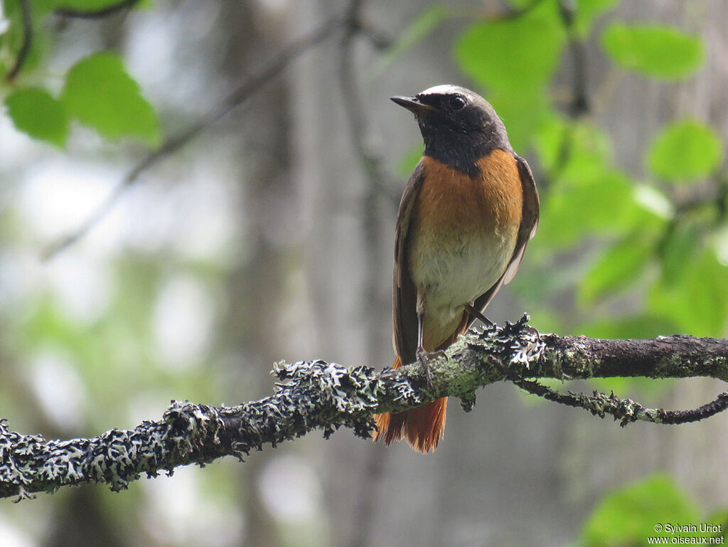 Common Redstart male adult