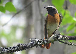 Common Redstart