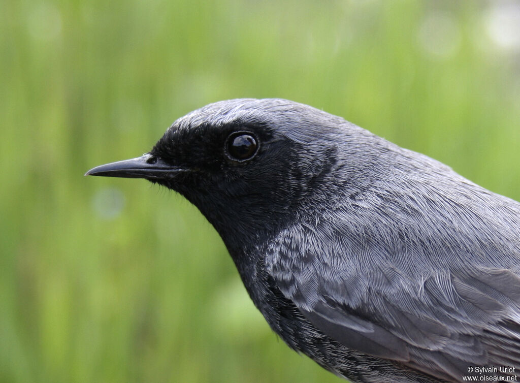 Black Redstart male adult, close-up portrait