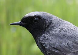 Black Redstart